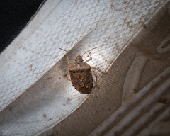 Pentatomidae