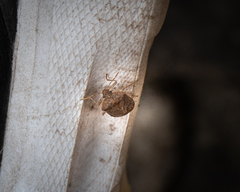 Pentatomidae