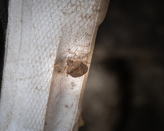 Pentatomidae