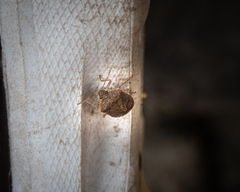 Pentatomidae
