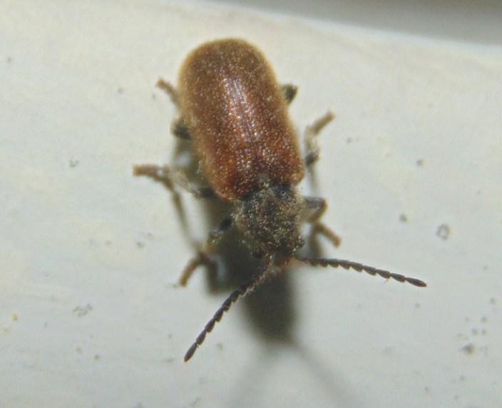 Hedobia