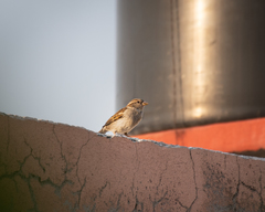 Passer domesticus
