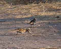 Chondestes grammacus