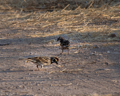 Chondestes grammacus
