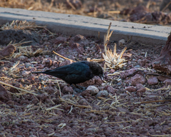 Molothrus ater