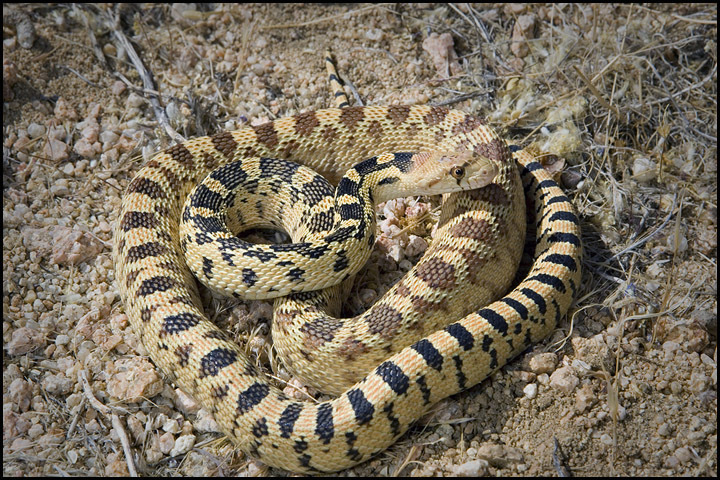 Great Basin Gopher deals Snake | 10 x 5 | Original Linocut Print | By Carol Bold