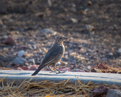 Molothrus ater