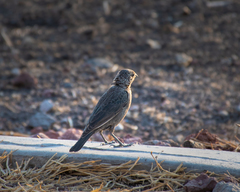 Molothrus ater