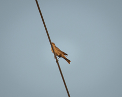 Molothrus ater