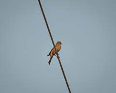 Molothrus ater