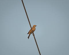 Molothrus ater