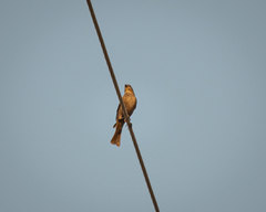 Molothrus ater