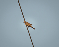 Molothrus ater