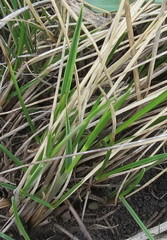 Stipa tirsa