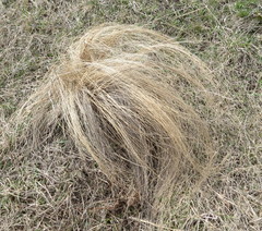 Stipa tirsa