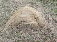 Stipa tirsa