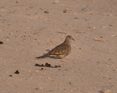 Columbina inca