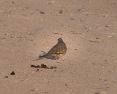 Columbina inca
