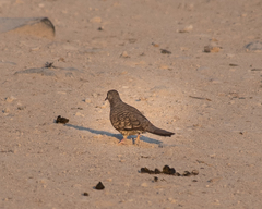 Columbina inca