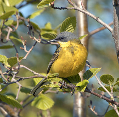 Motacilla flava thunbergi