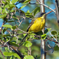 Motacilla flava thunbergi
