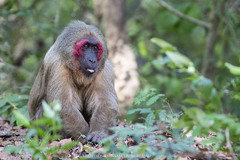Macaca arctoides