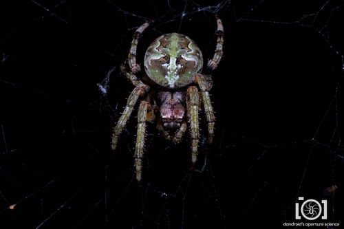 Araneus bicentenarius image