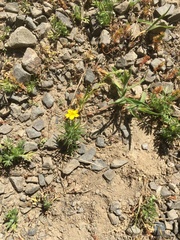 Leptosiphon acicularis