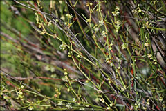 Muehlenbeckia diclina