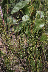 Muehlenbeckia diclina