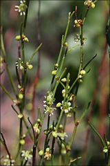 Muehlenbeckia diclina