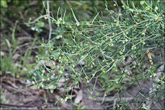 Muehlenbeckia diclina
