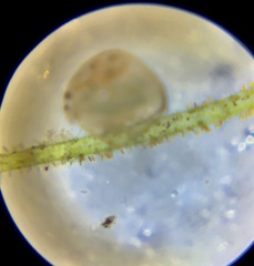 Chydorus