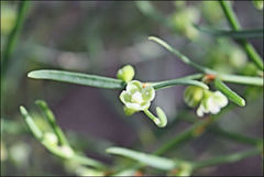 Muehlenbeckia diclina