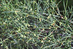 Muehlenbeckia diclina