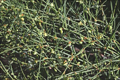 Muehlenbeckia diclina