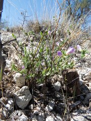 Hebecarpa macradenia