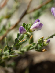 Hebecarpa macradenia