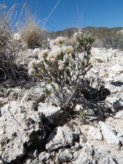 Eriogonum ripleyi