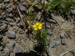 Leptosiphon acicularis