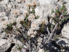 Eriogonum ripleyi