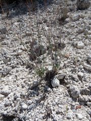 Eriogonum arizonicum