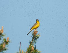 Motacilla flava thunbergi