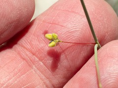 Eriogonum arizonicum