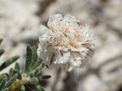 Eriogonum ripleyi