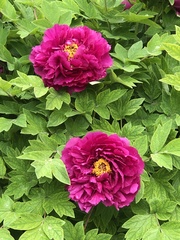 Paeonia × suffruticosa