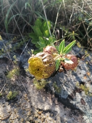 Pachycarpus grandiflorus