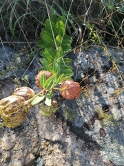 Pachycarpus grandiflorus