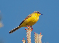 Motacilla flava thunbergi