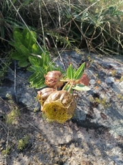 Pachycarpus grandiflorus